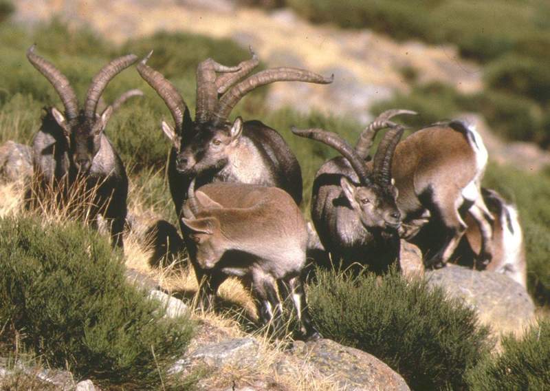 Aumenta a 96 el número de ejemplares de cabra montés que se cazarán en Gredos